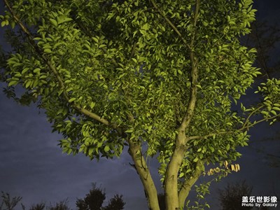 【框住美好】树下的世界