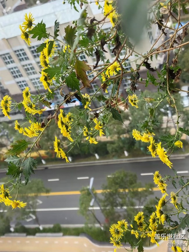 【告别2025】家里拍花