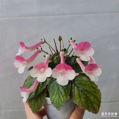 【框住美好】岩桐