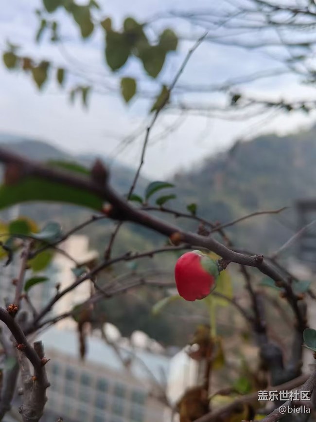 【告别2025】家里拍花