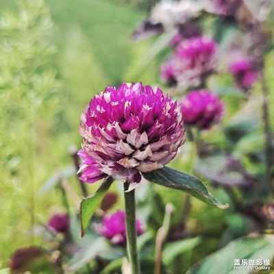 【框住美好】花花绿绿