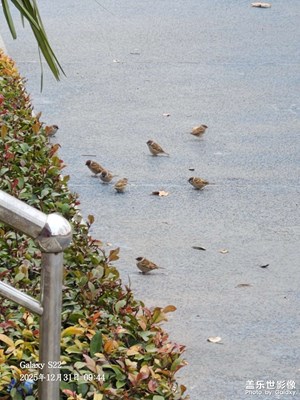 以光影,敬新年】+您好2026