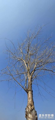 静默生长，自成风景。