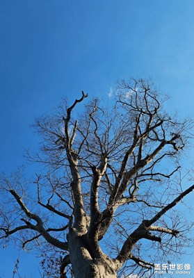 【以光影,敬新年】+蓝蓝的天