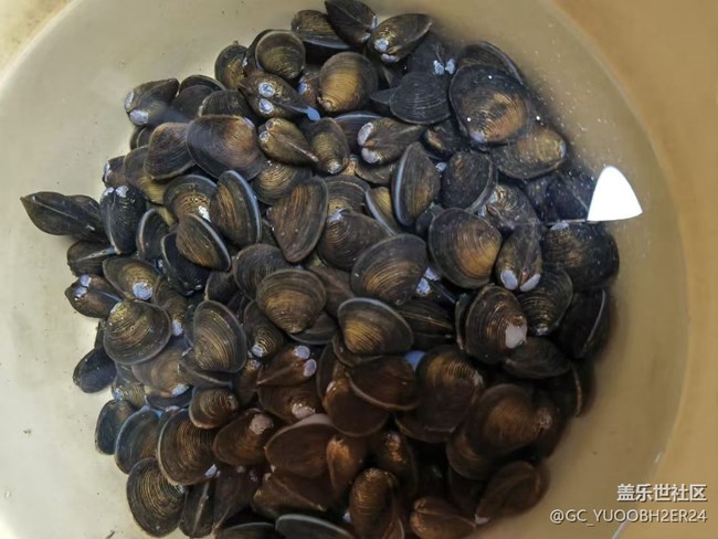 【新岁食语】贝壳汤