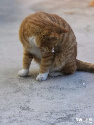 【以光影，敬新年】+可爱的小猫