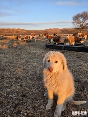科尔沁草原腹地映像