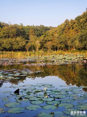 【以光影，敬新年】莲花山公园