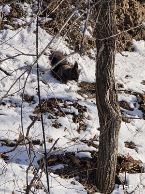 【以光影,敬新年】+ 松鼠