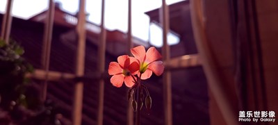 【以光影，敬新年】您好2026