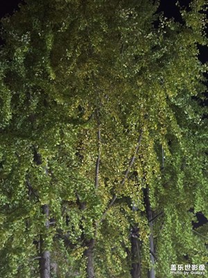 【以光影，敬新年】夜色之美