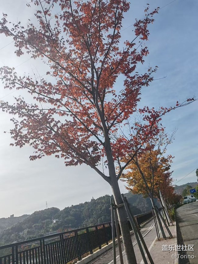 【折叠屏手机里的春夏秋冬】秋景