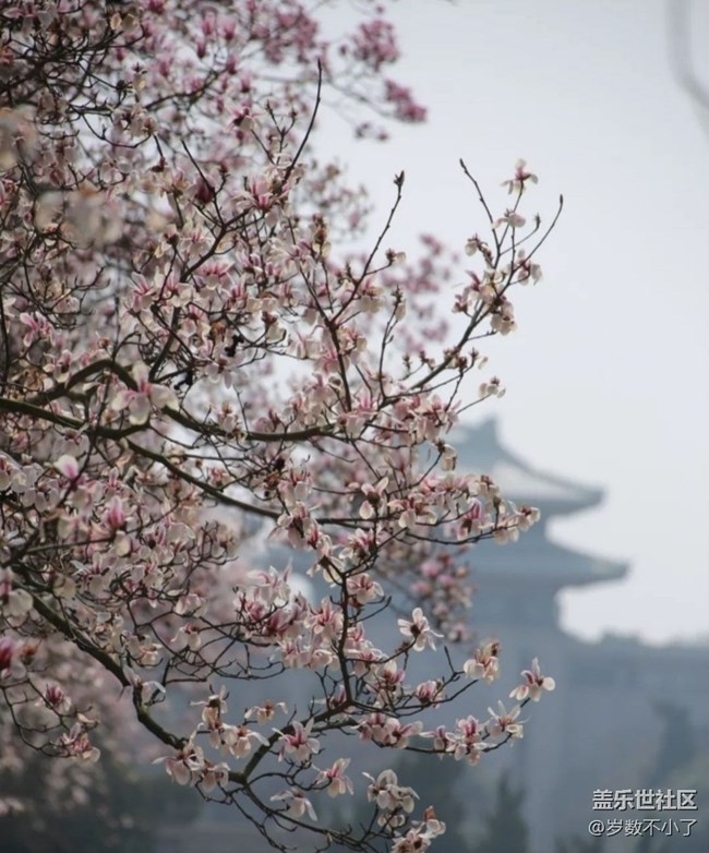 【折叠屏手机里的春夏秋冬】春日玉兰