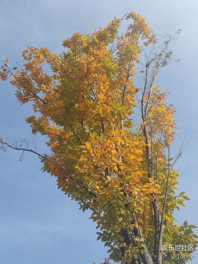 【折叠屏手机里的春夏秋冬】秋景