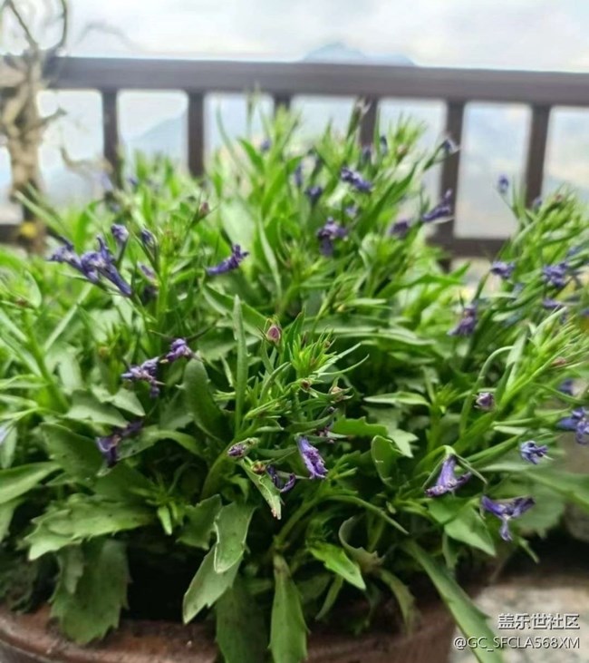 【折叠屏手机里的春夏秋冬】春天的花园