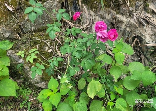 【折叠屏手机里的春夏秋冬】花谢花开