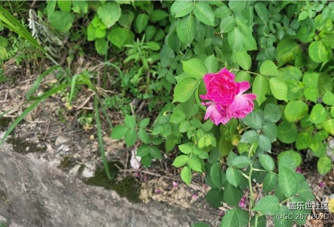 【折叠屏手机里的春夏秋冬】花谢花开