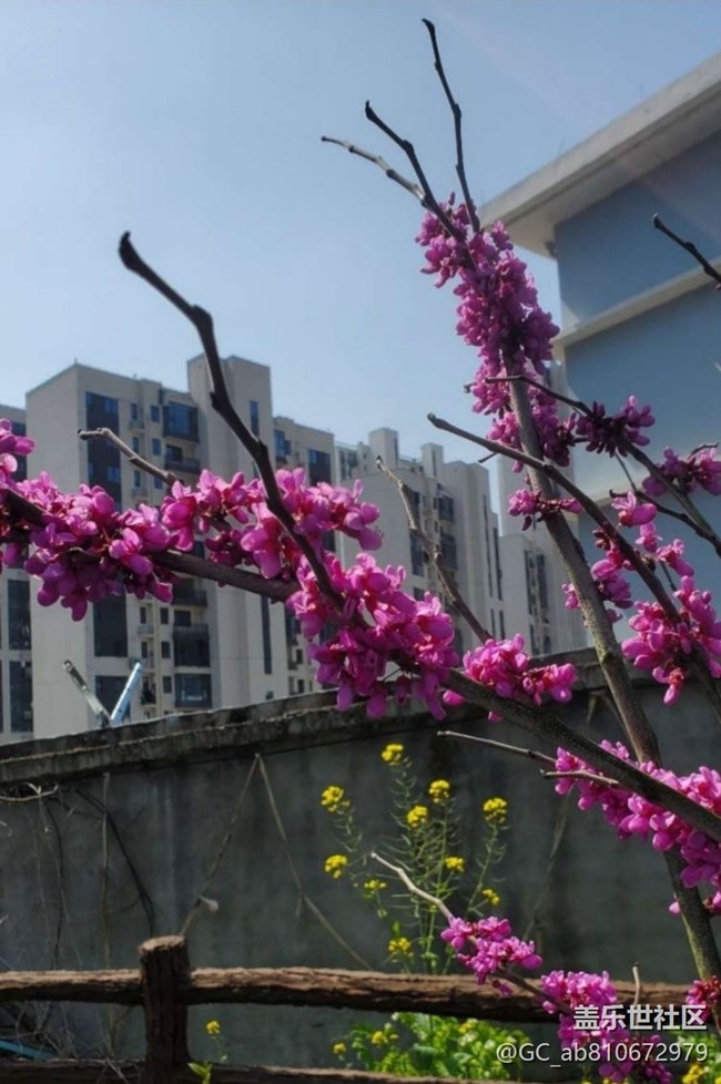 【折叠屏手机里的春夏秋冬】春花烂漫