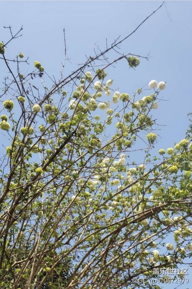 【折叠屏手机里的春夏秋冬】春花烂漫