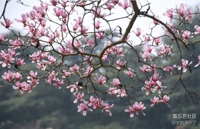 【折叠屏手机里的春夏秋冬】春日玉兰