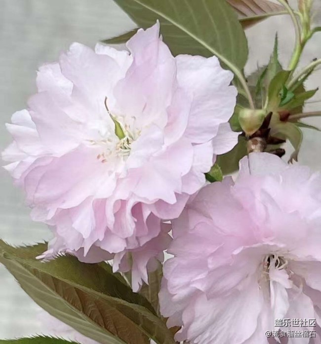 【折叠屏手机里的春夏秋冬】4月花开