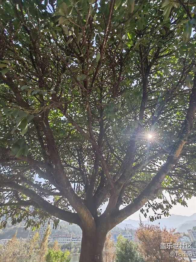 【折叠屏手机里的春夏秋冬】秋景