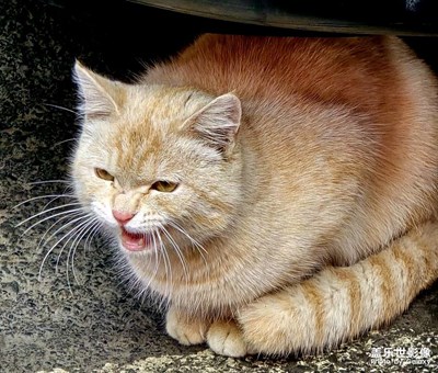 【镜头里的故事】+一只猫咪