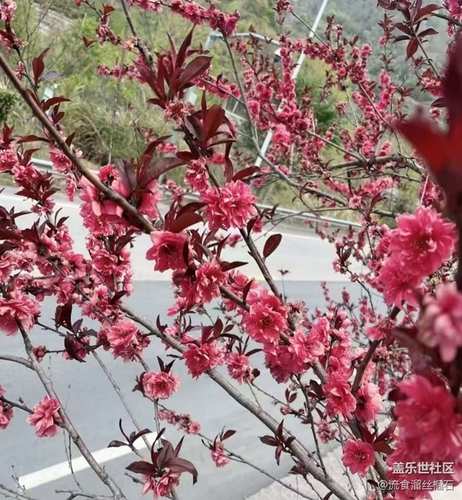 【折叠屏手机里的春夏秋冬】4月花开