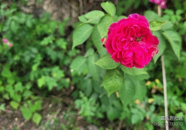 【折叠屏手机里的春夏秋冬】花谢花开