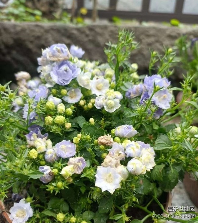 【折叠屏手机里的春夏秋冬】春天的花园