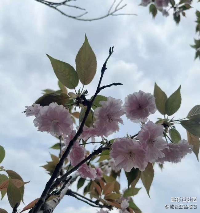 【折叠屏手机里的春夏秋冬】4月花开