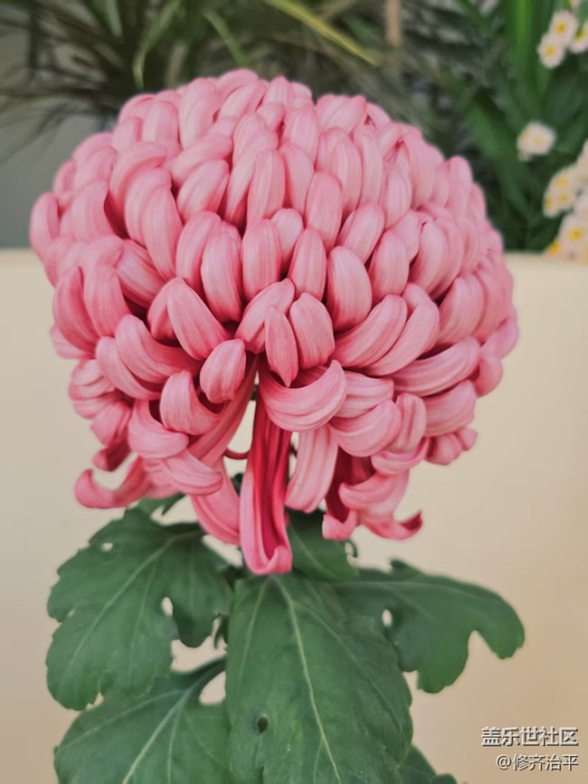 【2026第一缕光】塘花坞里赏菊花