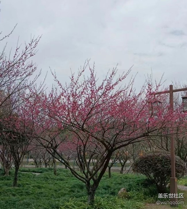 【折叠屏手机里的春夏秋冬】春光无限好