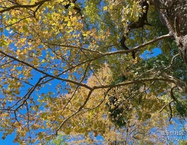 【折叠屏手机里的春夏秋冬】枫情