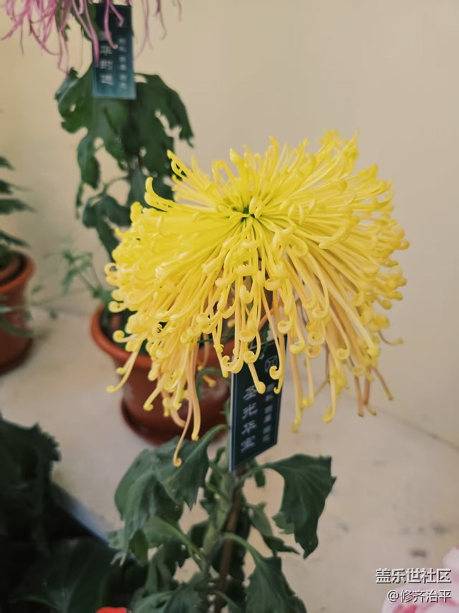 【2026第一缕光】塘花坞里赏菊花