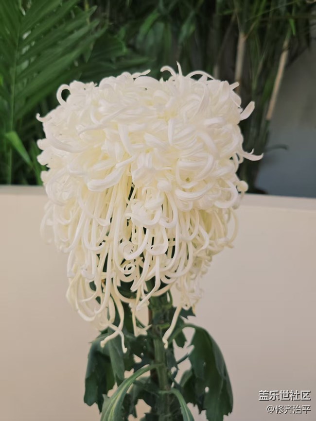 【2026第一缕光】塘花坞里赏菊花