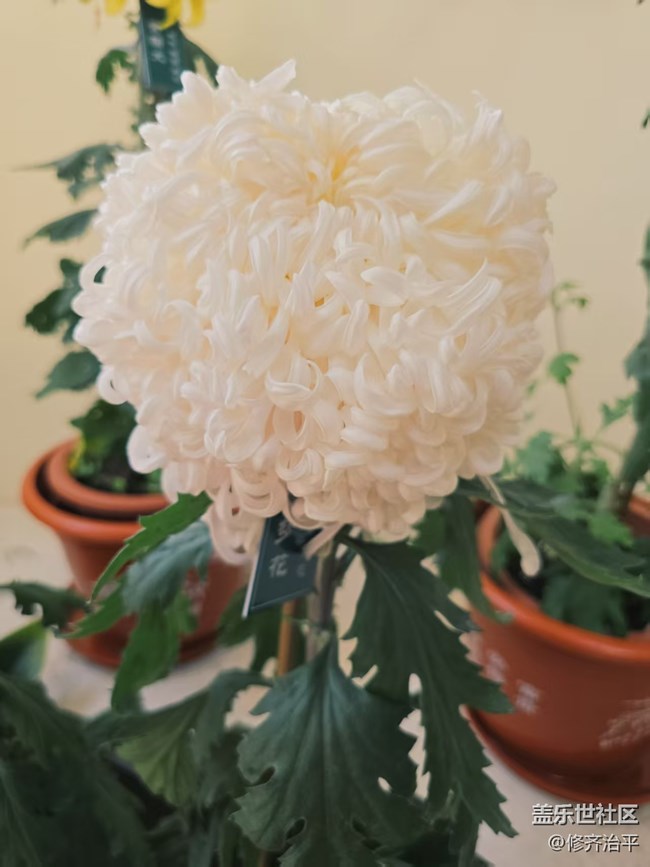 【2026第一缕光】塘花坞里赏菊花