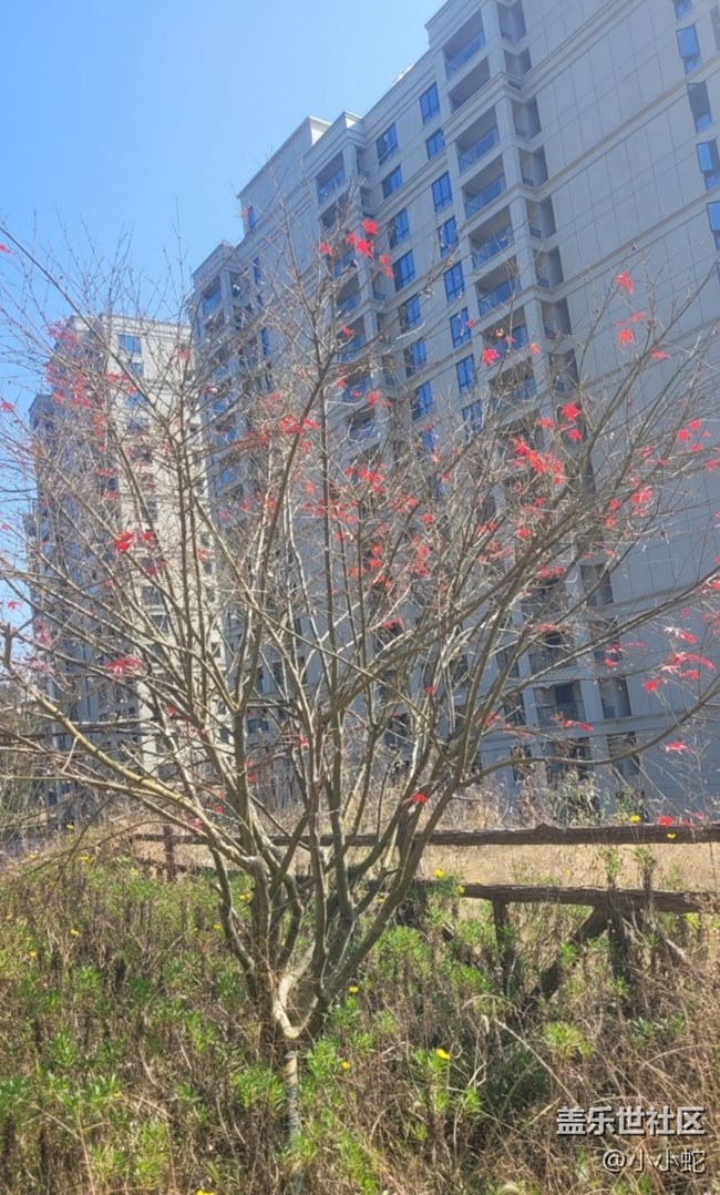 【折叠屏手机里的春夏秋冬】冬日胜春晖