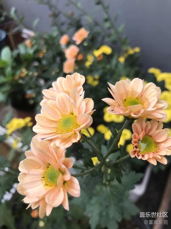 【折叠屏手机里的春夏秋冬】大自然