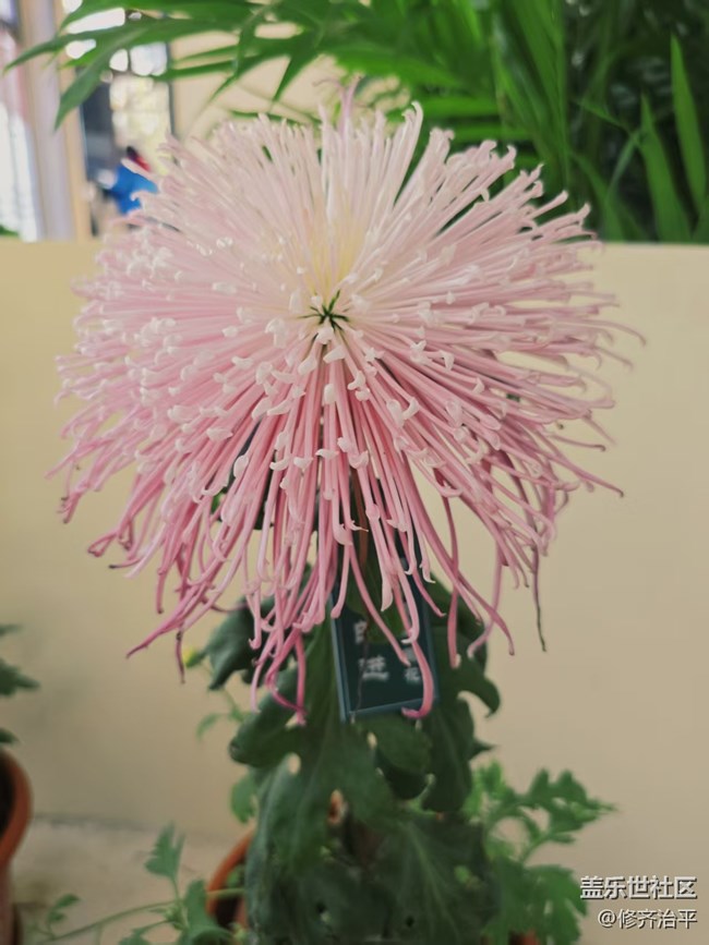 【2026第一缕光】塘花坞里赏菊花