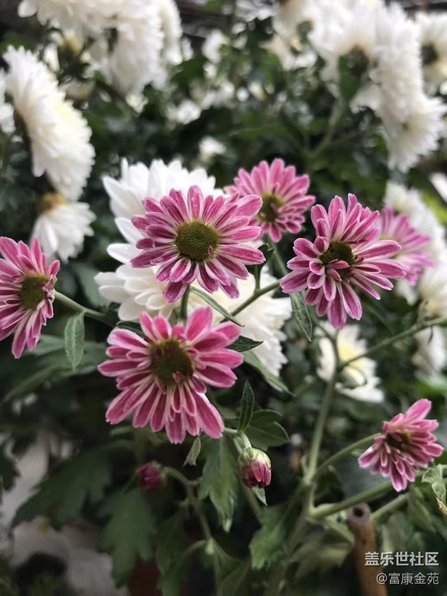 【折叠屏手机里的春夏秋冬】大自然