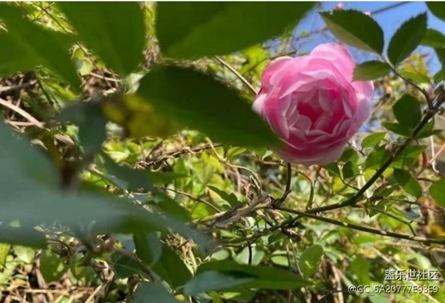 【折叠屏手机里的春夏秋冬】春天随拍