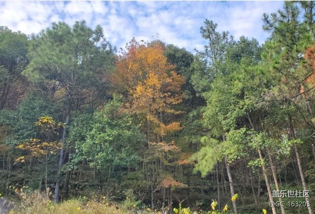 【折叠屏手机里的春夏秋冬】秋季山林