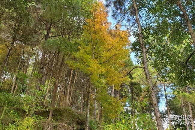 【折叠屏手机里的春夏秋冬】秋季山林