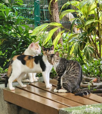 黑社会大佬聚会