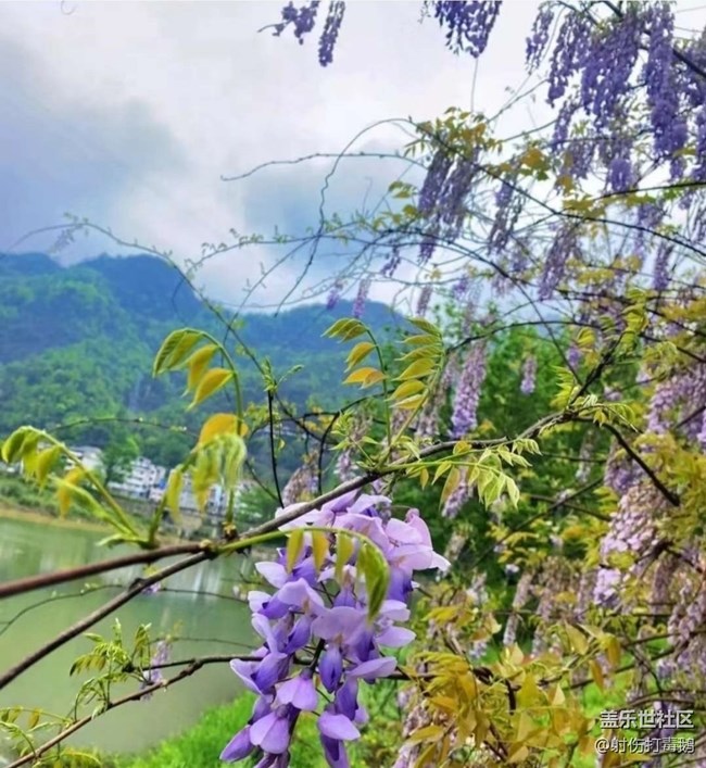 【折叠屏手机里的春夏秋冬】紫藤花