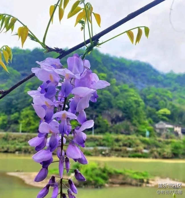 【折叠屏手机里的春夏秋冬】紫藤花