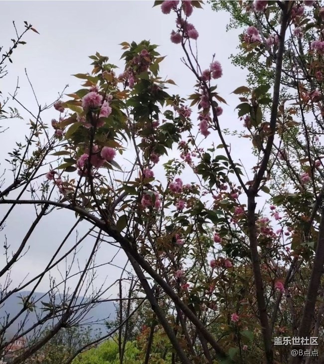 【折叠屏手机里的春夏秋冬】鸟语花香