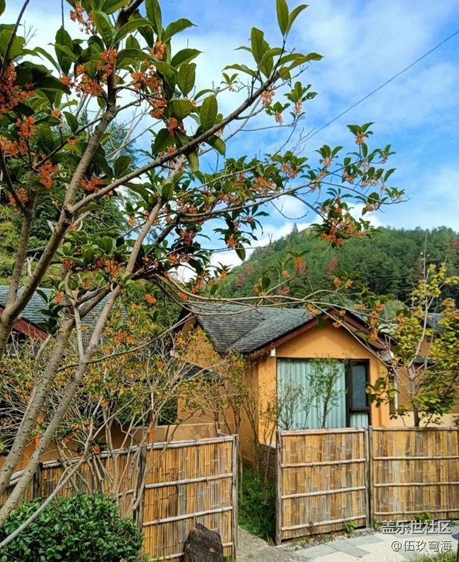 【折叠屏手机里的春夏秋冬】桂花飘香