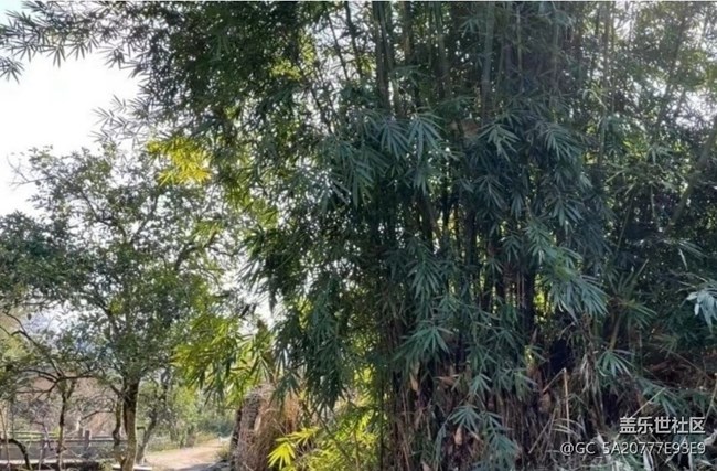 【折叠屏手机里的春夏秋冬】春天随拍